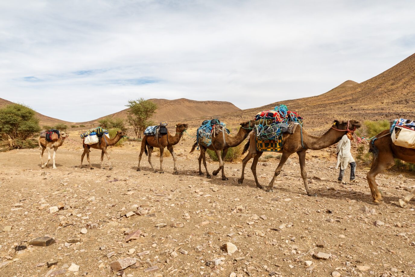 desert landscapes